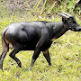 Anoa Sulawesi di habitat alaminya