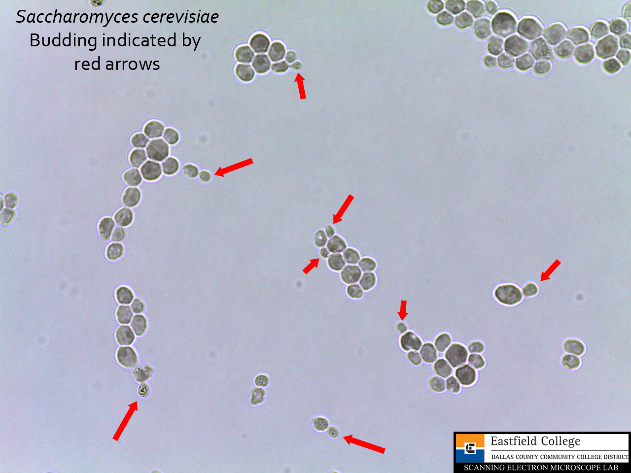 Scanning Electron Microscope Blog Fungi Images for Eastfield College