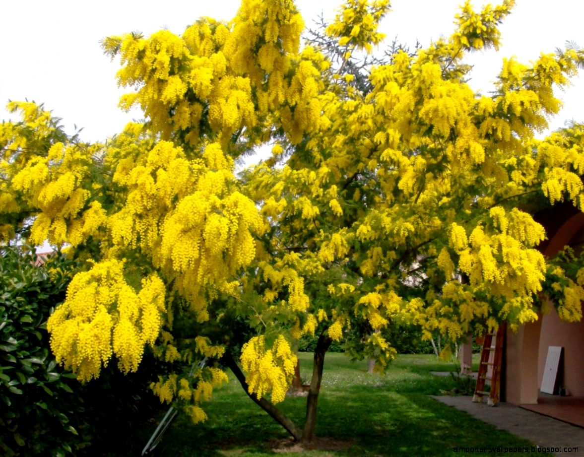 1280x1024 Mimosa Wallpapers HD Desktop Backgrounds 1280x1024