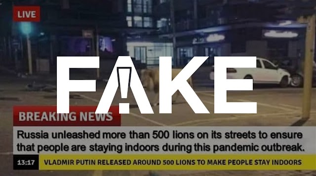 É #FAKE que governo russo soltou leões nas ruas para amedrontar a população e fazê-la ficar em casa por conta do coronavírus