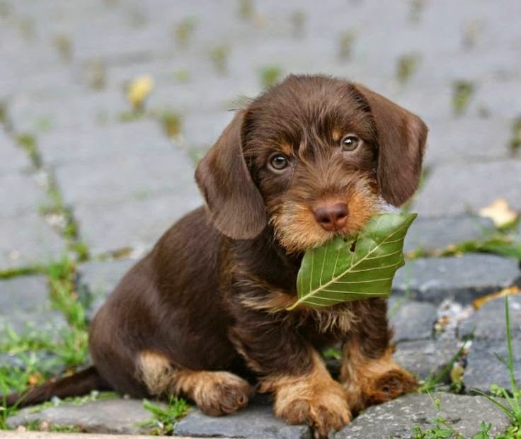 wire haired dachshund wire haired dachshund