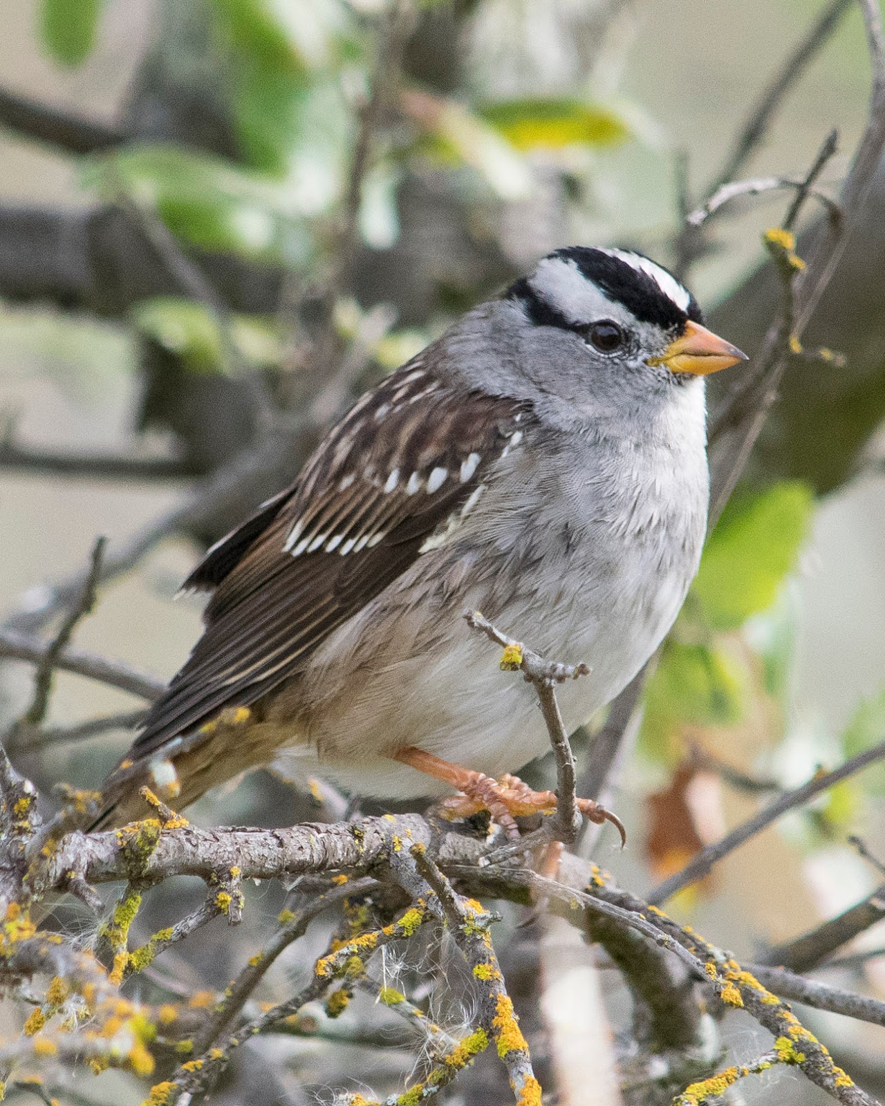 Whitecrowned Sparrow Rocklin Wildlife