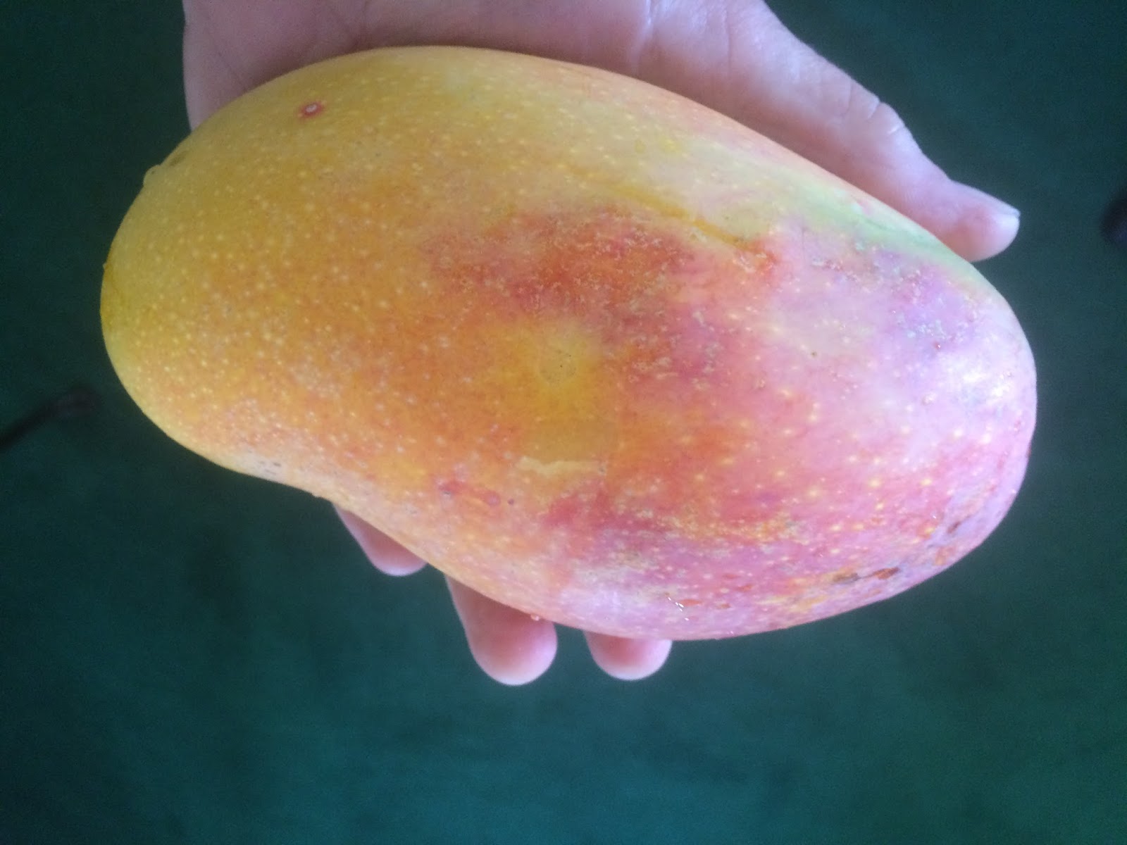 Larry's Take on the Cocoa Beach Real Estate Market It's a Mango Year