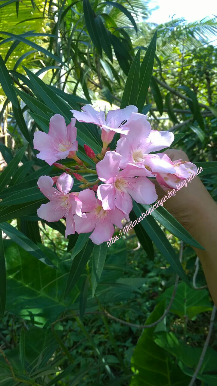 Thelmas' Tropical Garden Oleander, a Toxic Plant?