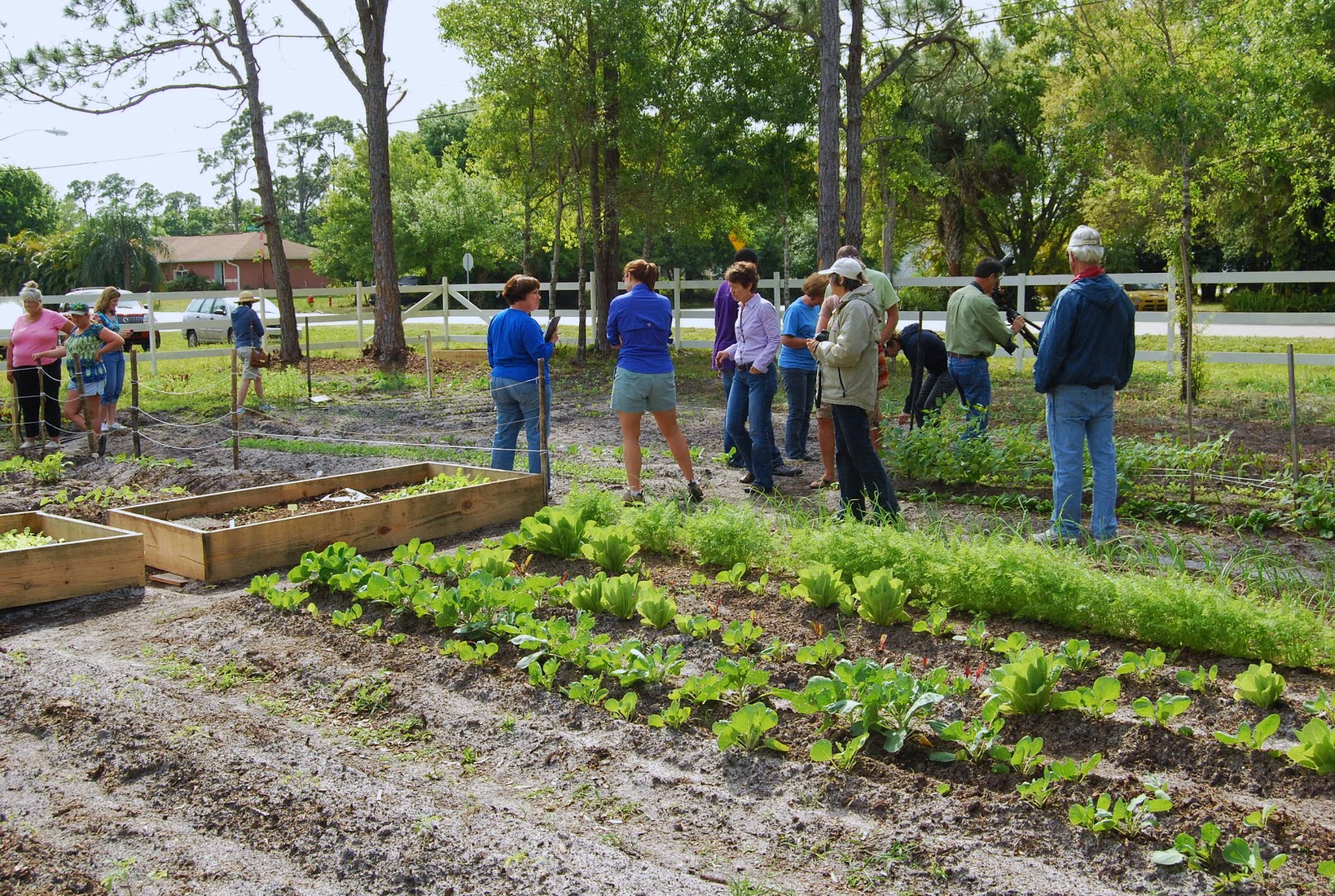 Helen A. Lockey Fellsmere Community Farm Project, Fla Edible Cactus