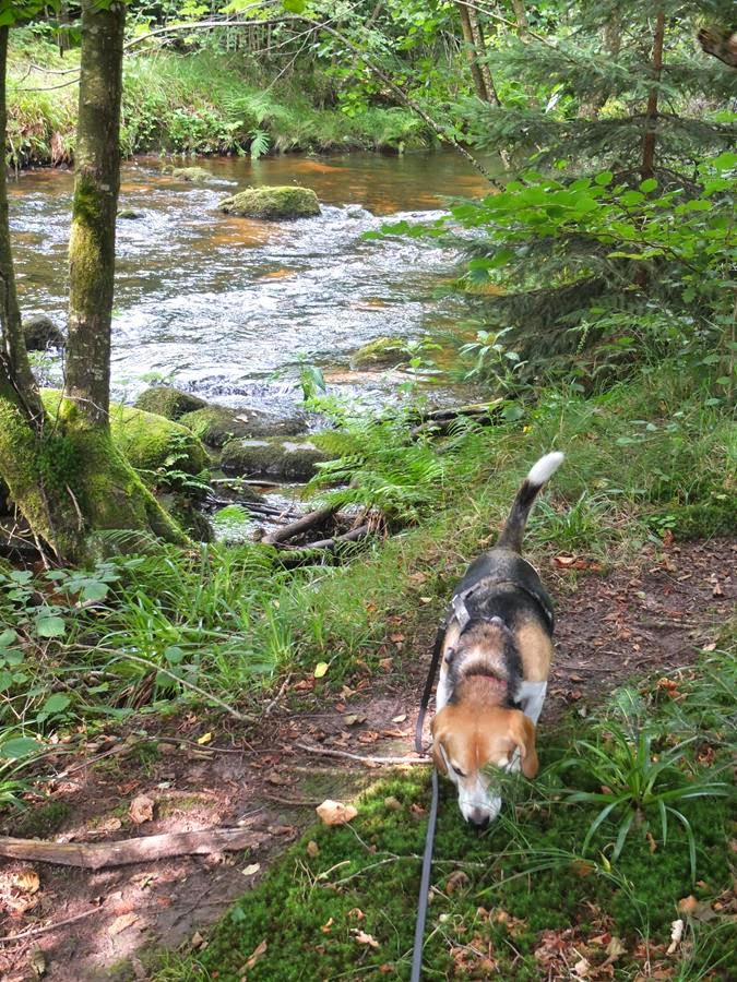 hund riecht nach fisch aus dem maul
