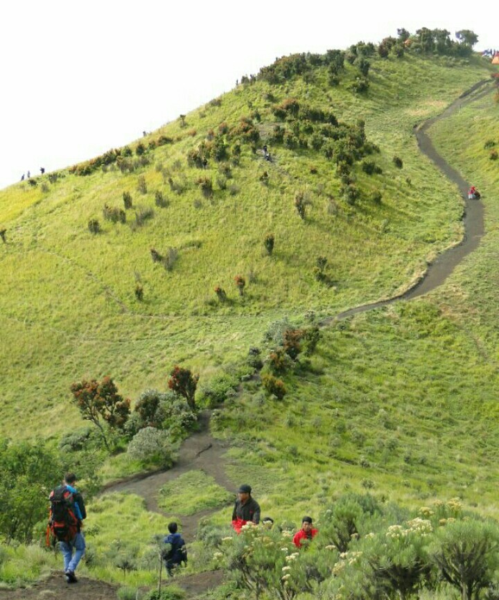 Indahnya Foto Foto Sabana 1 Dari Sabana 2 Merbabu Viapendaki