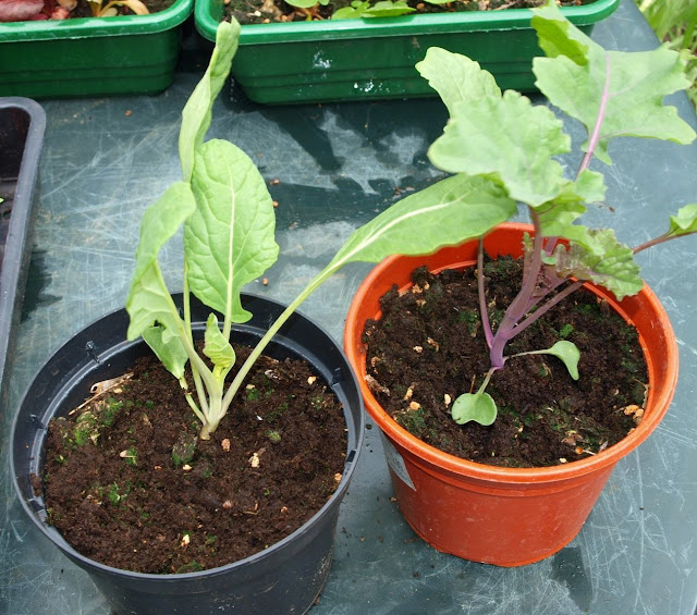 Mark's Veg Plot Flower Sprouts