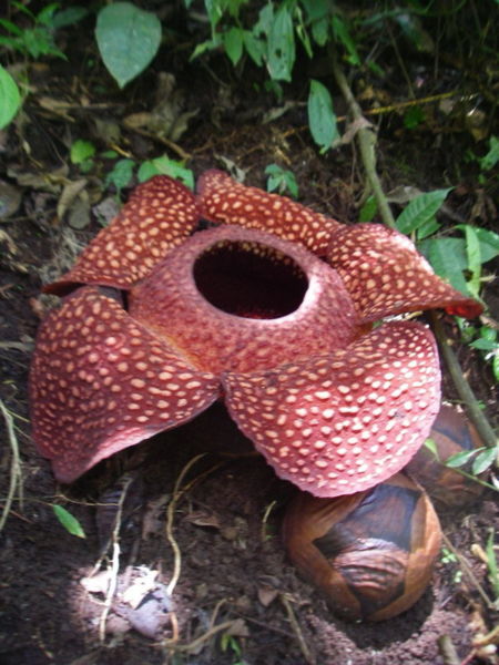 Wisataku Konservasi flora  Rafflesia  arnoldii 
