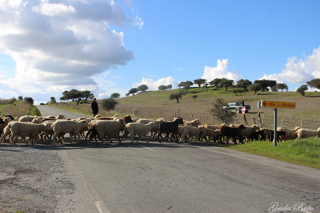 Ovelhas atravessam a estrada