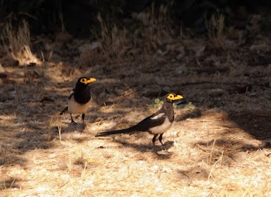 Yellow-billed Magpies 7303