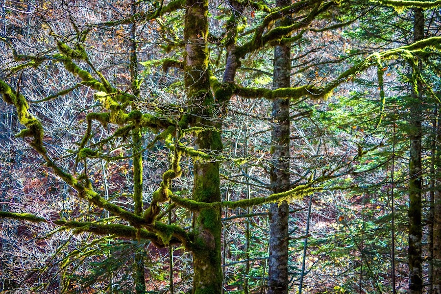 España, Navarra, Pirineo