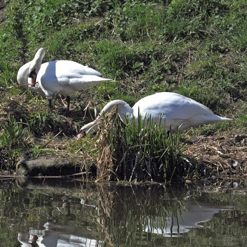 British Birds Mute Swans Mating Ritual