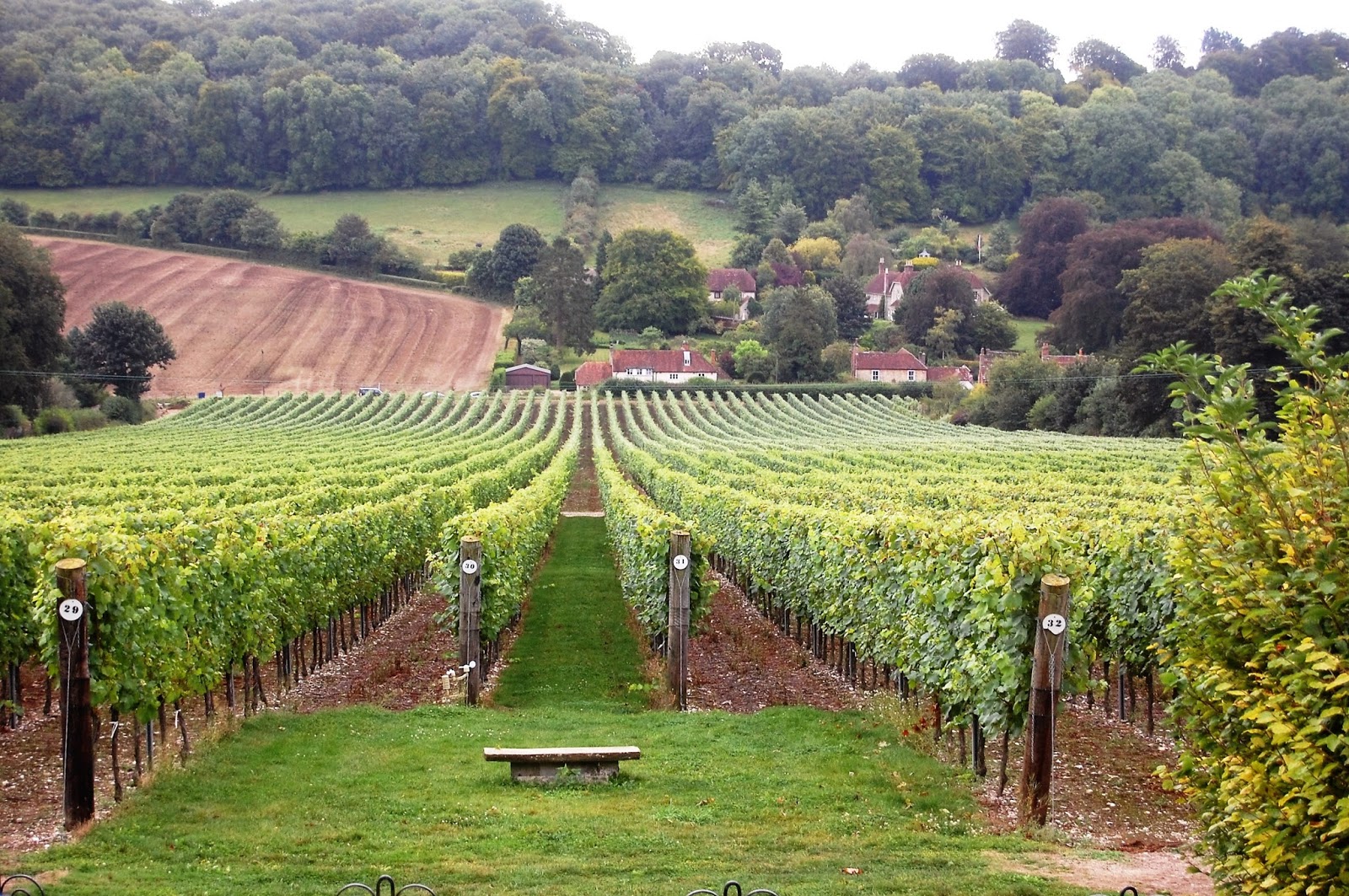 Pinotnoirgirl a few spoutings on wine and travel A day trip to Hambledon Vineyard