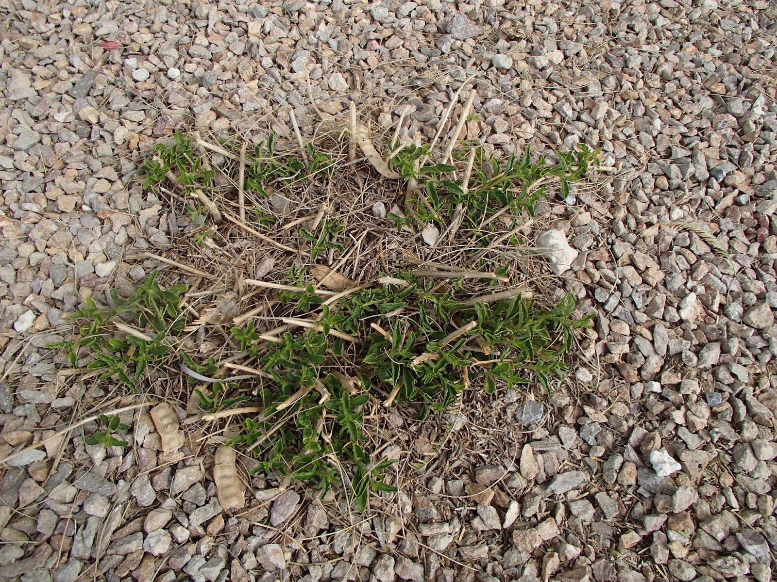 Xtremehorticulture of the desert when and how to prune lantana and