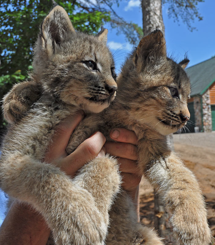 Wildwood Wildlife Park Canadian Lynx Kits Are Growing Up