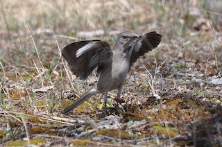 Image of a Northern Mockingbird displaying