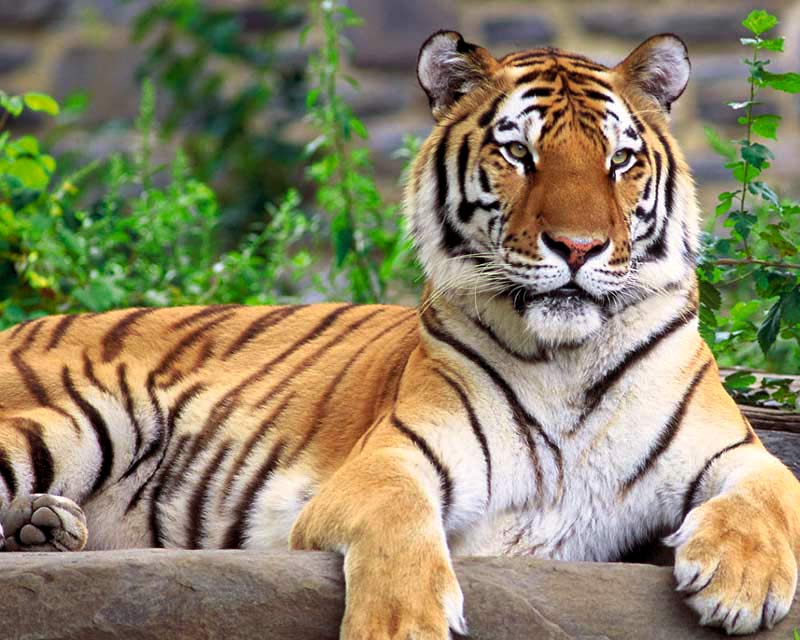 gambar hewan - foto harimau sumatera
