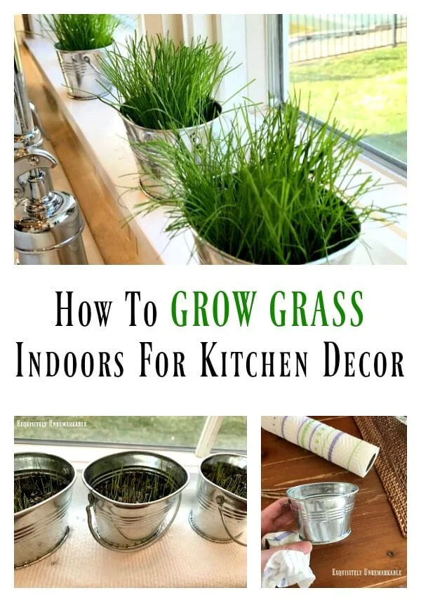 How To Grow Grass Inside For Kitchen Decor