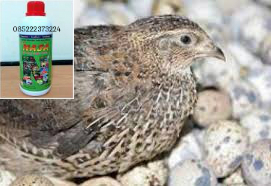 Mendongkrak Produktivitas Puyuh Petelur