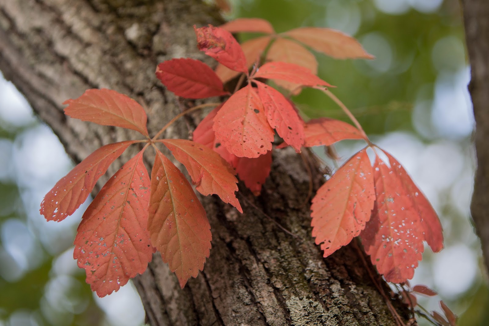 Champlain Islands' Nature Virginia Creeper