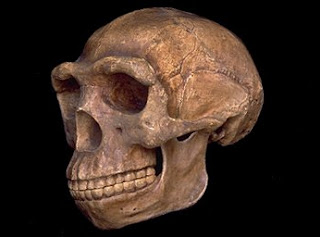 rekonstruksi pithecanthropus erectus menjadi homo erectus