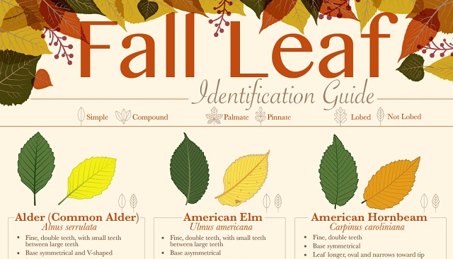 Fall Leaf Identification Guide