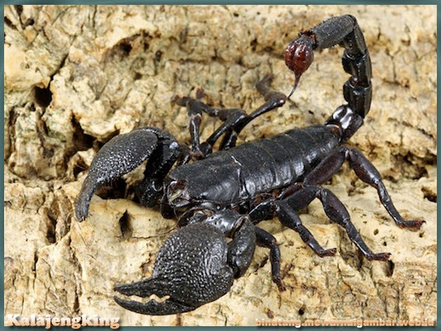 Daftar Nama Dan Gambar Serangga Nama Gambar Binatang A Z