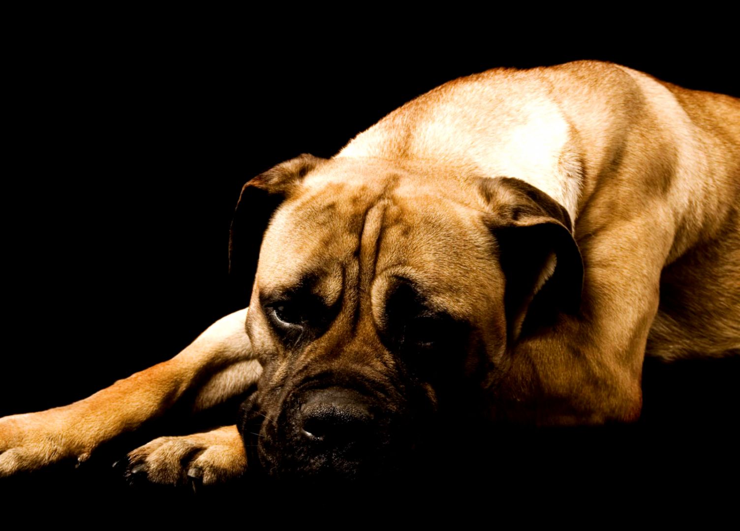 Boxer Dog Wallpaper Computer Desktop