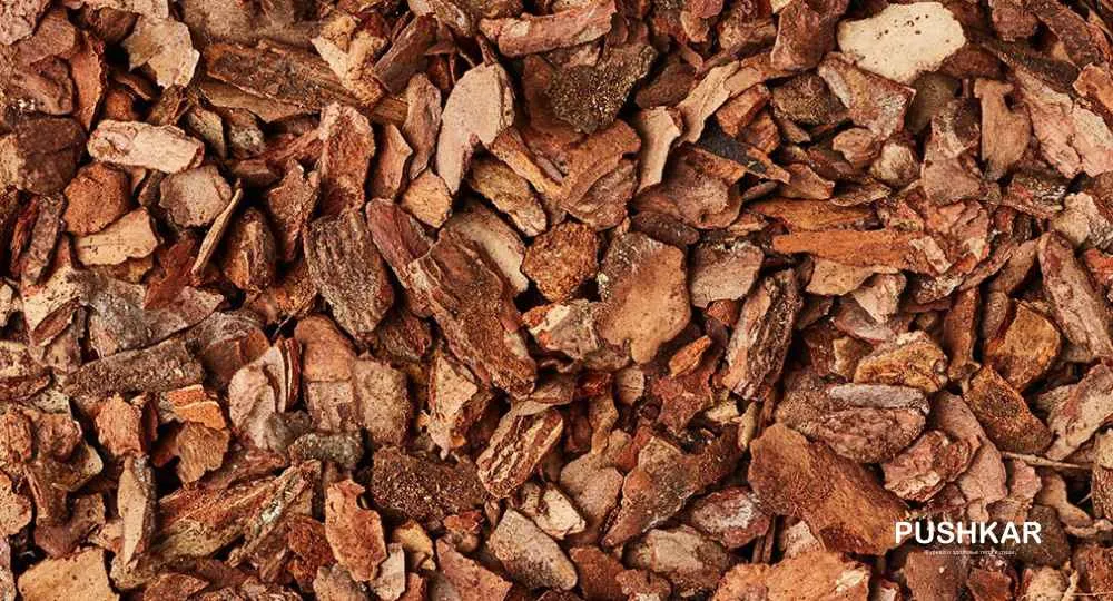 PYCNOGENOL (ПИКНОГЕНОЛ) - ЭКСТРАКТ КОРЫ СОСНЫ.