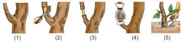 Cara Mencangkok Tanaman Beserta Gambarnya - Perumperindo.co.id