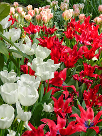 Red white pink tulips Centennial Park Conservatory 2015 Spring Flower Show by garden muses-not another Toronto gardening blog