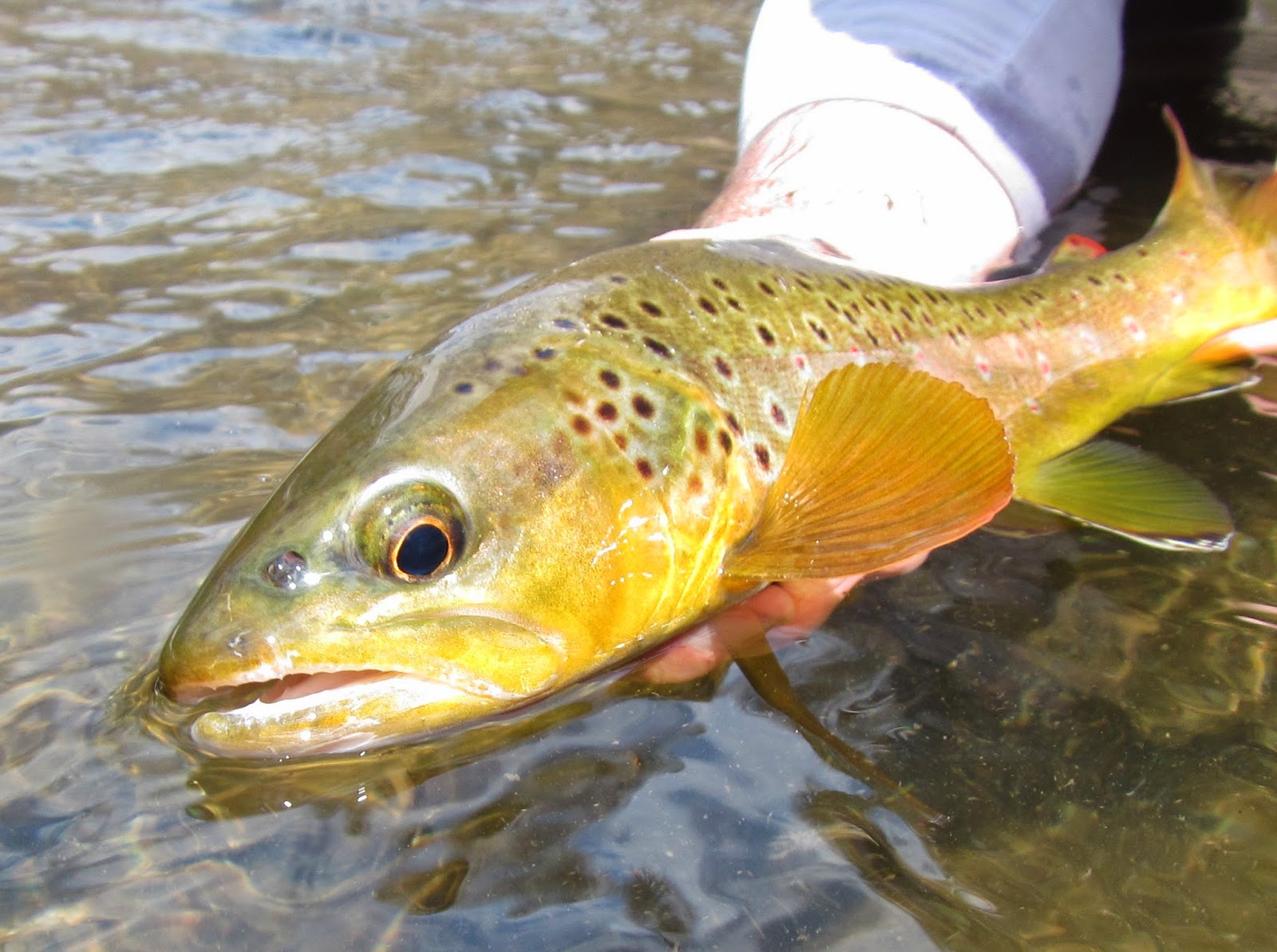 Western Maryland Fly Fishing Low Flows and Blue Quills on the Lower