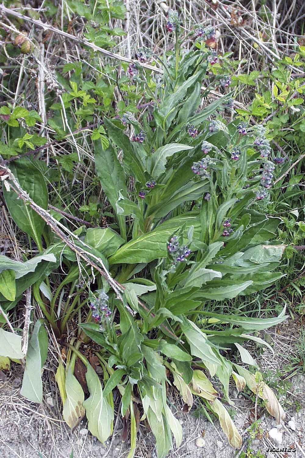 Las flores silvestres de Hormaza: Cynoglossum officinale