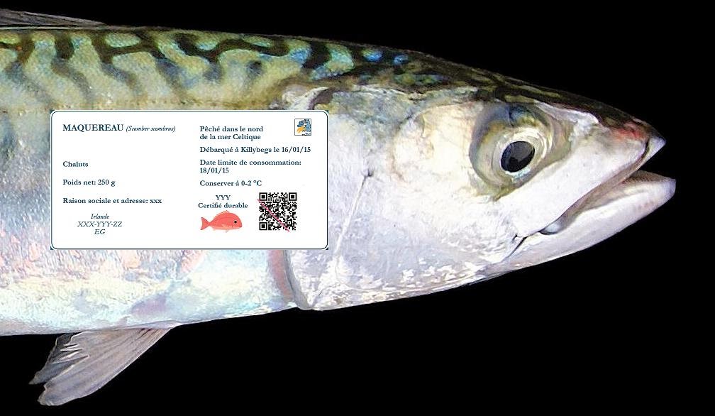 poissons datant du Royaume-Uni-des charges de poissons dans la mer