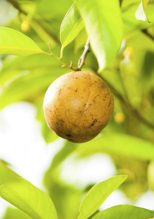 How to Grow Nutmeg, Growing, Planting and Harvesting Nutmeg