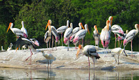 salim ali bird sanctuary thattekad kerala india wildlife jungle safari tourism