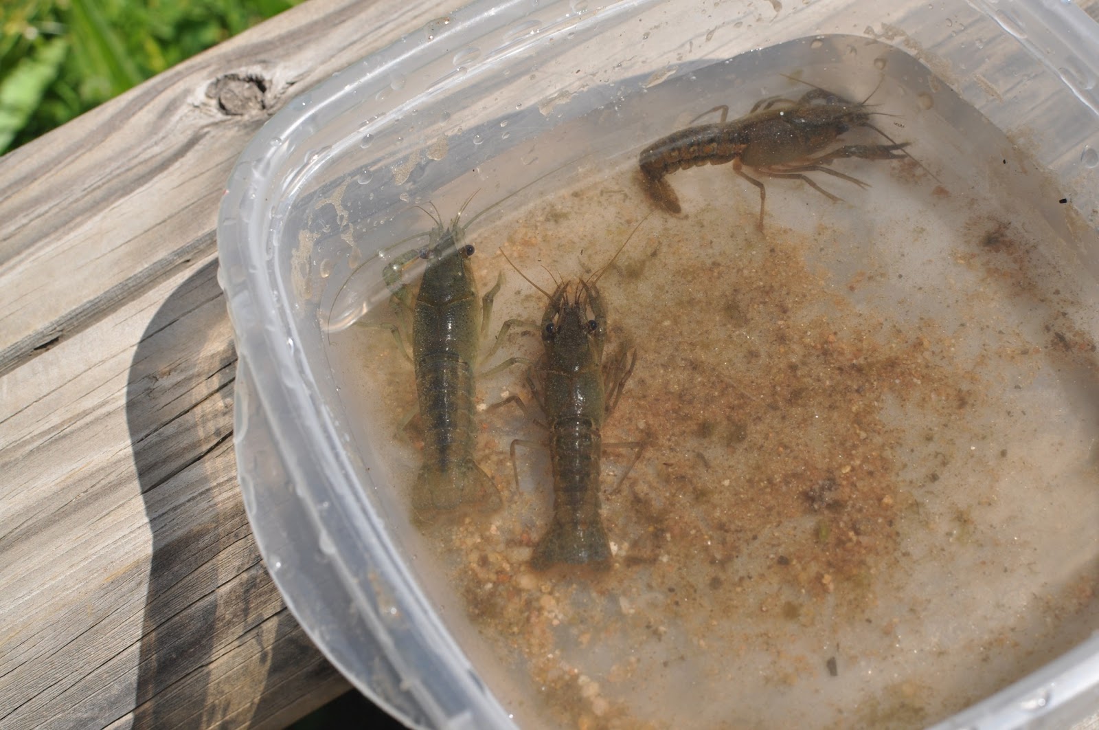 VISITAMOS UNA GRANJA