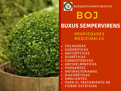 Boj, Buxus serpervirens, tiene propiedades: diuréticas, antisépticas, purgantes, etc.
