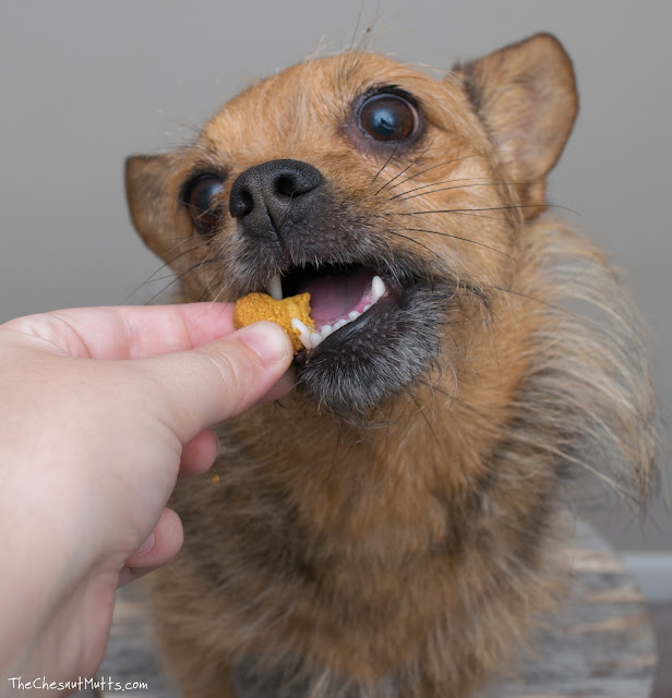 Jada eating a Treatibles CBD dog biscuit