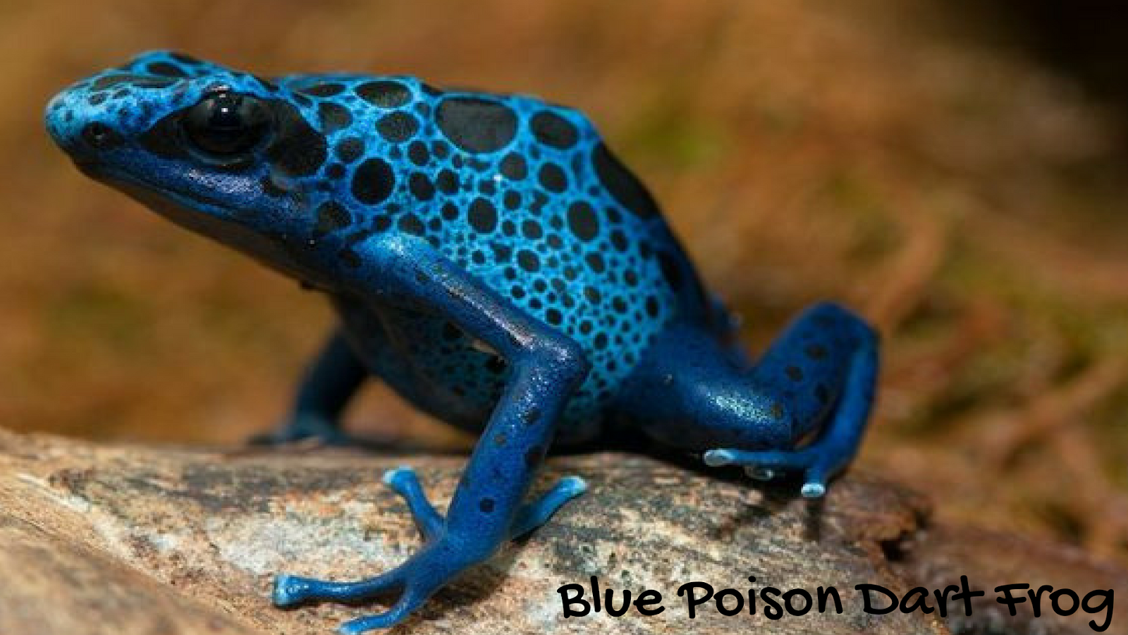 Blue Poison Dart Frog Pets