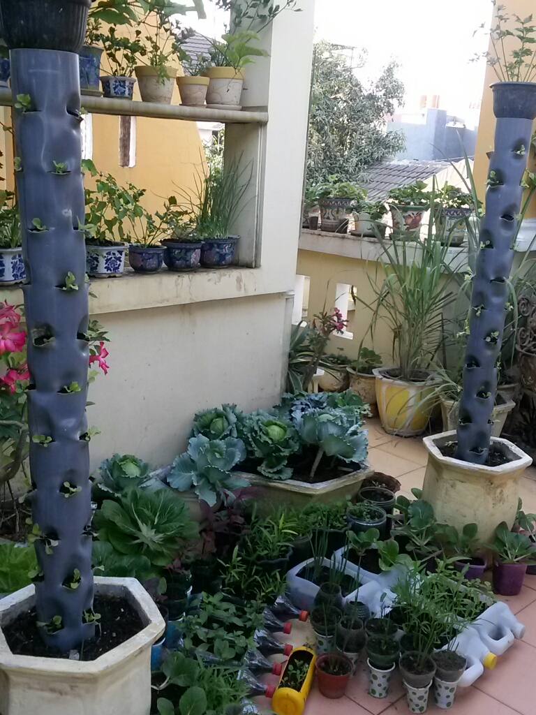 Pekarangan Lahan Sempit: Menanam Sayur di Lahan Sempit