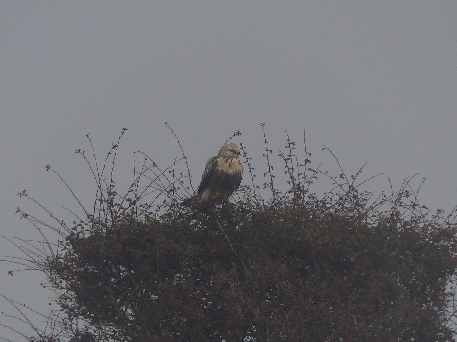 Duffbirder meets South Holderness! RLB