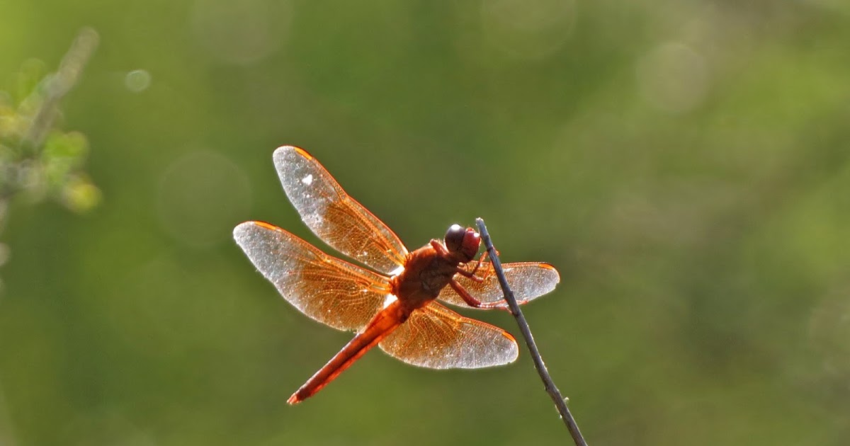 The Easy Loan Site >> Dragonflies | Desert Colors The Easy Loan Site >> Dragonflies | Desert Colors