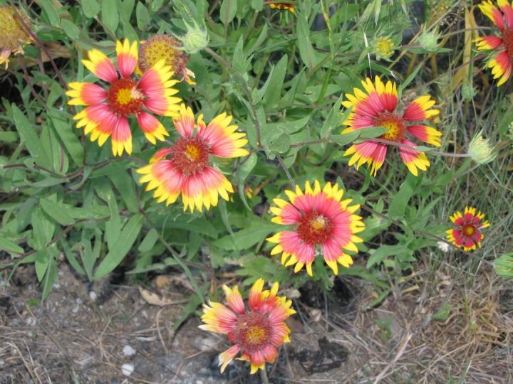 Stearman Family Most Beautiful Nouns in Texas