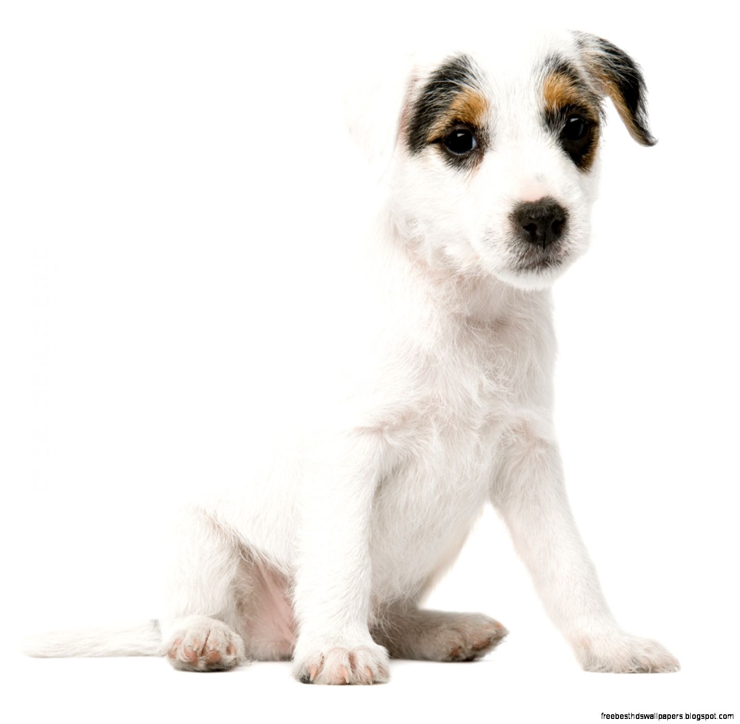 Cute Dog On White Background