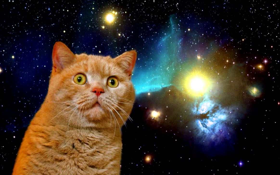 Found an old folder titled quotSpace Catsquot was not disappointed