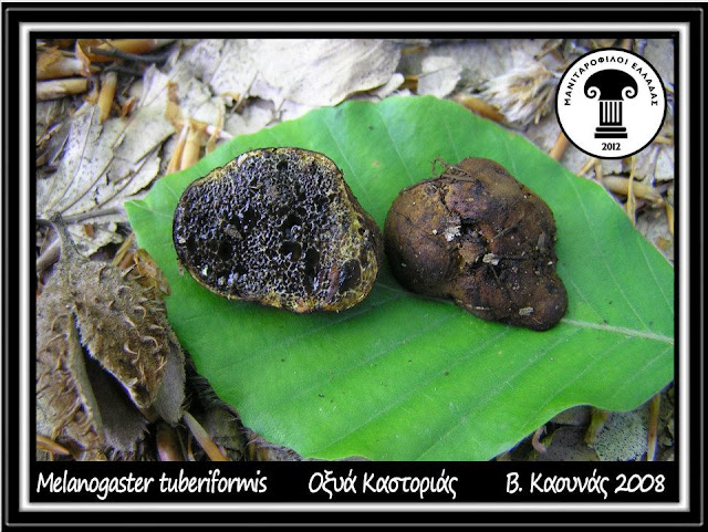 Melanogaster tuberiformis Corda