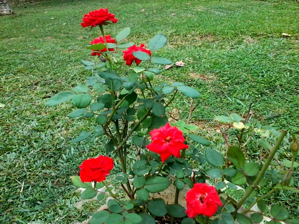 Sri Lankan Rose