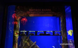 jakarta aquarium neo soho